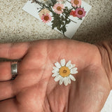 FEAST & CREATE: A Petals & Pumpkin Workshop 10/09