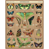 Entomology, 1000 Piece