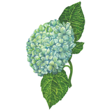 Hydrangea Table Accent, Set of 12